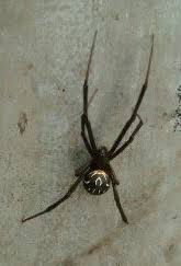 Black widow spiders can be identified through the following traits. Immature Black Widow Spider What S That Bug