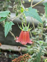 Image result for Canarina