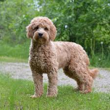 All of our mommas are first generation mini goldendoodles! Cinnamon S F1b Mini English Goldendoodles Doodle Creek