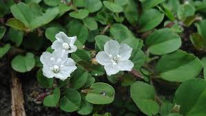 Image result for Evolvulus nummularius