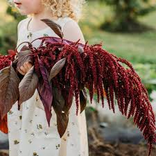 Image result for Amaranthus schinzianus