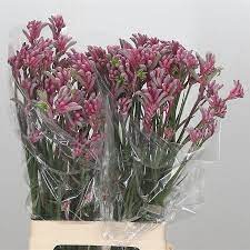 Anigozanthos Pink Pearl 70cm Wholesale Dutch Flowers Florist Supplies Uk