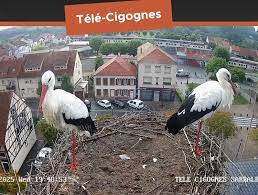 rappel les gifs animés ou non, les grosses émoticônes, les stickers, les  avatars, sont interdits sur notre page) Second diaporama sur la croissance  rapide des cigogneaux. Captures réalisées entre le 24 avril