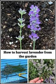 How To Harvest Lavender For Bouquets Culinary Uses And Diy Projects Lavender Plant Care Harvesting Lavender Lavender Plant