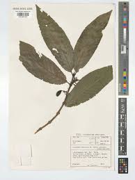 Image result for Oxyanthus speciosus