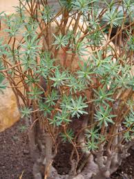 Image result for Euphorbia lissosperma