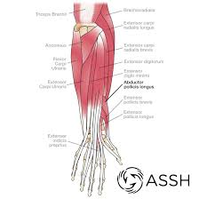 These flexor muscles are all located on the anterior side of the upper arm and extend from the humerus and scapula to the ulna and radius of the forearm. Body Anatomy Upper Extremity Tendons The Hand Society