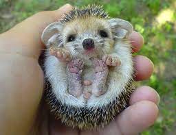 $5 per day fee will be charged for boarding your hedgehog. 76 Adorable Hedgehog Pics To Celebrate Hedgehog Day Bored Panda