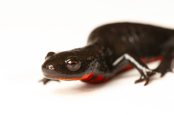 A Japanese fire-bellied newt (Cynops pyrrhogaster) - Joel Sartore