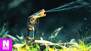 Die grüne mamba zum beispiel oder die klapperschlange. Die 10 Giftigsten Schlangen Der Welt Youtube
