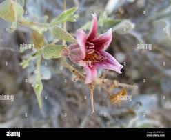 Image result for Petalidium