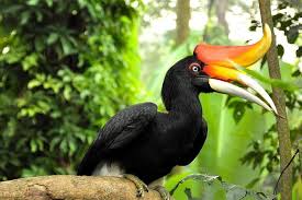 The kl bird park houses more than 3,000 birds in enclosed aviaries of which almost 90% are local birds and the rest are imported. Kuala Lumpur Bird Park Admission With Transfer