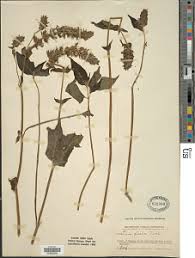 Image result for Justicia flava