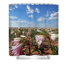 Image result for Crinum paludosum