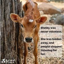 Animals Used By Humans For Food Are Not Voiceless Too Often Though We Fail To Hear Their Cries We Allow Them To Animal Activism Animals Cute Animal Photos