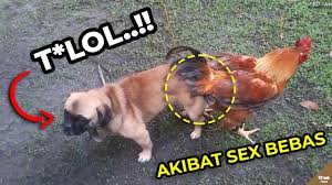 Misalnya pandemi seperti sekarang ini. Ngakak Kocak Hewan Ini Pada Terjebak Bikin Ketawa Ngakak Ytcrash Youtube