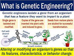 For thousands of years, humans have used breeding methods to modify organisms. What Is Genetic Engineering Market Business News