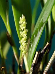 Image result for Cliffortia linearifolia