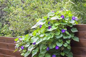 Maybe you would like to learn more about one of these? 5 Plants To Grow On Your Fence Ideal Fence Ottawa