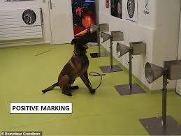 Include (or exclude) results marked as nsfw. Specially Trained Dogs Can Detect People With Covid 19 Just By Sniffing Their Armpits Study Finds Daily Mail Online