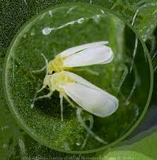 Pest control solutions for manhattan beach businesses. Pest Control Whiteflies Hearts Pest Management