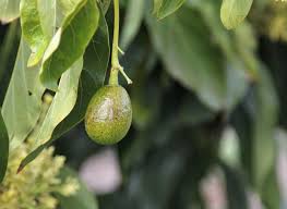 Faqs about growing an avocado pit. Baby Avocados On The Avocado Trees California Avocados