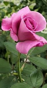 Family Reunion Spells Dream Interpretation Hex Removal Spells New York Sydney 27786966898 Info Spiritualhea Beautiful Flowers Beautiful Roses Pretty Flowers