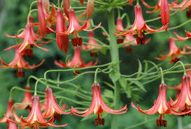 Image result for Liliaceae