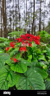 Image result for Clerodendrum splendens