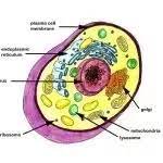 An animal vacuoles is a cavity within the cytoplasm, which contains fluid, food or metabolic wastes in animal cells. What Is The Function Of A Vacuole In An Animal Cell Quora