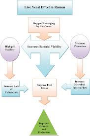 Check spelling or type a new query. Probiotic Yeast Mode Of Action And Its Effects On Ruminant Nutrition Intechopen