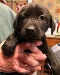 Your golden retriever mix could be the same or they could take after the other parent breed. St Louis Mo Golden Retriever Meet Firebox A Pet For Adoption