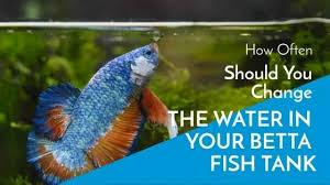Bettas are a popular pet fish, requiring little space and an easy diet of flake foods. How Often Should You Change The Water In Your Betta Fish Tank Fish Tank World