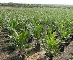 Jadi jenis kelapa sawit tenera ini sangat bagus untuk dibudidayakan karena memiliki banyak keunggulan. Budidaya Bibit Kelapa Sawit Seleksi Bibit Kualitas Unggul Dan Jantan