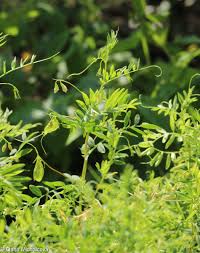 Image result for Lens culinaris