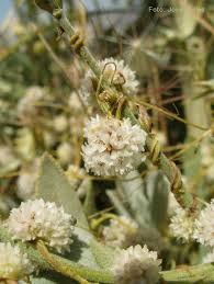 Image result for Cuscuta approximata