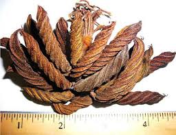 Image result for Helicteres