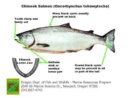 odfw marine sport fish id species list