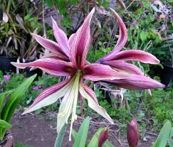 We did not find results for: Hippeastrum Hybrids Three Pacific Bulb Society