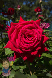 Its name comes from the latin word rosa. Rose Loving Memory Hello Hello Plants Garden Supplies