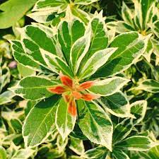 Hooker f., genera plantarum 2: Pieris Japonica White Rim Pieris White Rim Uploaded By Leaskp1