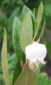 Image result for Chamaeclitandra