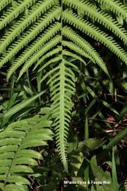 Image result for Amblovenatum