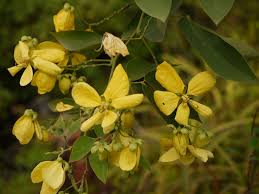 Image result for Senna macranthera