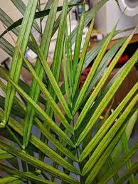 You can leave the palm fluffy and full to the ground, or thin it out to see more of the trunks. What S Causing This Severe Yellowing And Spots On Areca Palm Leaves Gardening Landscaping Stack Exchange