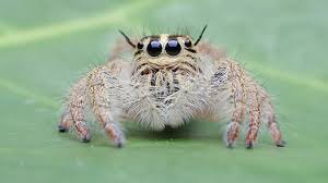 Bites can also become infected or cause a severe allergic reaction in rare cases. Spider Bites Identify What Bit You And Get Proper Help