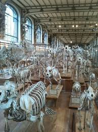 Galerie D Anatomie Comparee Et De Paleontogie Museum National D Histoire Naturelle Le Museum Museum National D Histoire Naturelle Plante Jardin