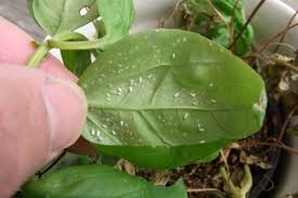 コナジラミの駆除方法 農薬や天敵など効果的な対策は Horti ホルティ By Greensnap