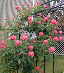 Rosanna Climber Guller