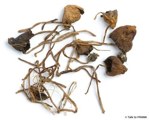 Magic Mushrooms | Effects of Magic Mushrooms | FRANK